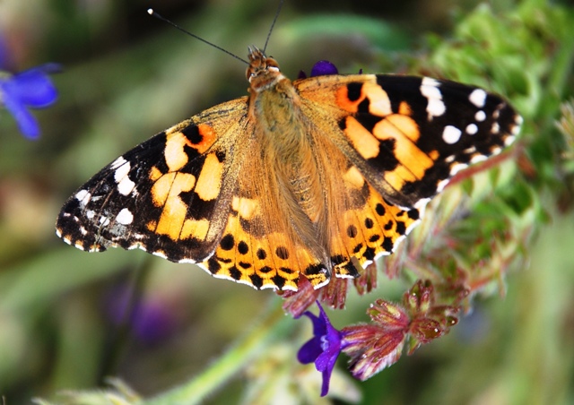 Sconosciuta - Vanessa cardui